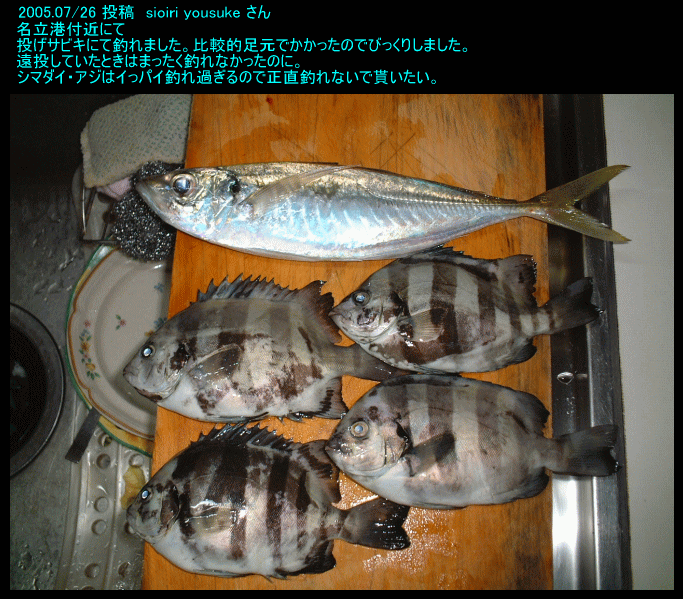 新潟釣り情報 投げサビキ 投稿 Sioiri Yousuke 名立漁港 新潟県 新潟 新潟の釣り情報 新潟釣り情報 投げサビキ 投稿 Sioiri Yousuke 名立漁港 新潟県 新潟 新潟の釣り情報