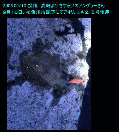 日本海 新潟県釣り情報 アオリ フィッシング 投稿 高崎より さすらいのアングラー 柏崎 上越 糸魚川周辺 新潟 新潟の釣り情報